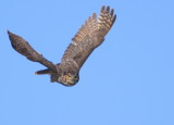 Great Horned Owl: mother in flight