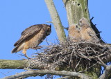 Great Horned Owl: mother walking to nest