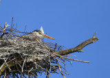 Great Blue Heron incubating in nest