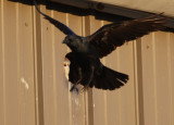 American Kestrel mobbed by Crows