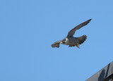 Peregrine, female: flight mode