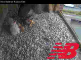 Adult Peregrine: feeding time for 2 chicks with 2 unhatched eggs