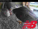 Adult Peregrines: feeding time for 2 chicks with 2 unhatched eggs