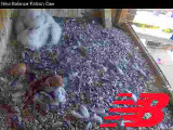 Two falcon chicks, two unhatched eggs, huddling together