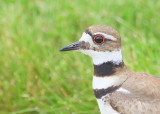 Killdeer, adult