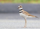 Killdeer, adult making alarm call