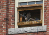 Peregrine chick, male: ready to fledge