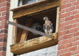 Peregrine chick, male: ready to fledge