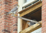 Peregrines: ready to fledge!