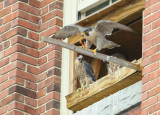 Peregrines: Mom providing balance training