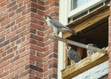 Peregrines: ready to fledge!