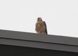 Peregine: female chick on New Balance roof