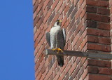 Adult Peregrines guarding the nest box