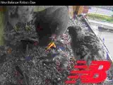 Peregrine chicks with adult: feeding frenzy with a Blue Jay