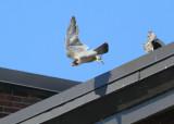 Peregrine adult flight mode
