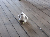 Peregrine chick banding