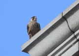 Peregrine, juvenile on upper Clock Tower