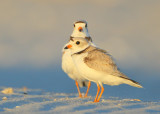 Piping Plovers