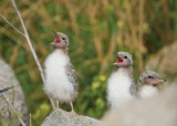 Common Tern chicks begging for food!