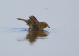 Saltmarsh Sparrow in bathing mode!