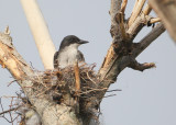 Eastern Kingbird on nest