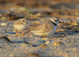 Piping Plover chick following mother