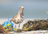 Black-bellied Plover, young adult