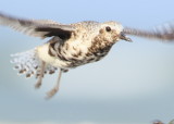 Black-bellied Plover, young adult taking flight