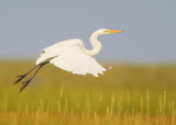 Great Egret landing