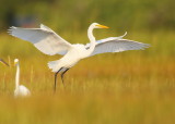 Great Egret landing