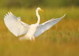 Great Egret touching down