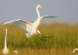Great Egret ready to touch down