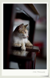 DSC01086v.jpg