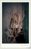 DSC01105v.jpg
