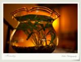 DSC04718v.jpg