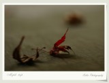 DSC01165.jpg
