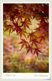 DSC02275v_f.jpg