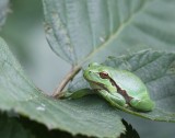 Boomkikker - Tree Frog