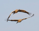 Kraanvogels -Common Cranes