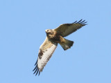 Ruigpootbuizerd - Rough-legged Buzzard