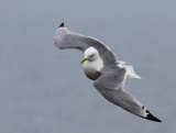 Drieteenmeeuw - Black-legged Kittiwake