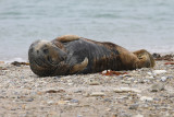 Grijze Zeehond - Gray Seal