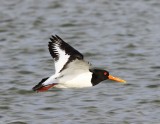 Scholekster - Eurasian Oystercatcher