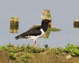 Scholekster - Eurasian Oystercatcher