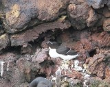 Alk - Razorbill