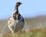 Alpensneeuwhoen - Rock Ptarmigan