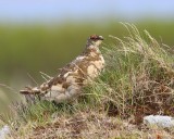 Alpensneeuwhoen - Rock Ptarmigan