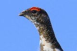 Alpensneeuwhoen - Rock Ptarmigan