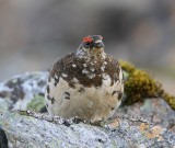 Alpensneeuwhoen - Rock Ptarmigan