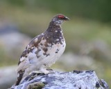 Alpensneeuwhoen - Rock Ptarmigan